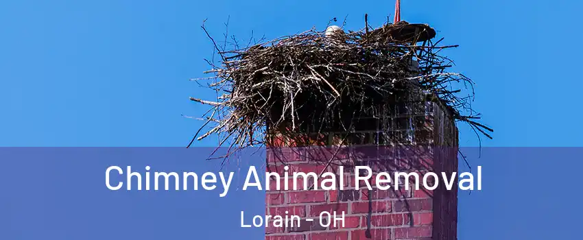  Chimney Animal Removal Lorain - OH