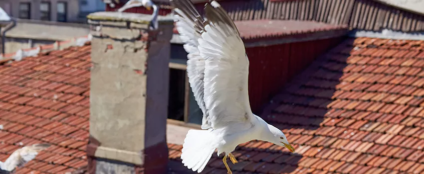 Residential Chimney Animal Removal Solution in Lorain, OH
